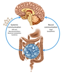 microbiota intestinale asse-intestino-cervello