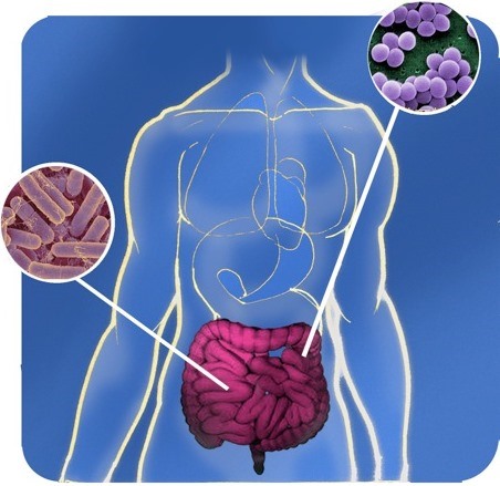 eubiosi e disbiosi intestinale