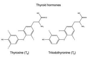 tiroide e intestino