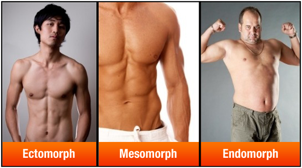 Crescita muscolare: somatotipo