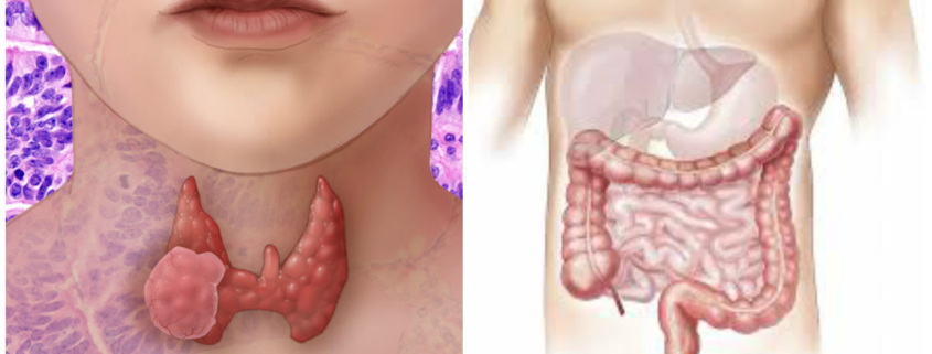 tiroide e microbiota intestinale