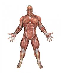 creatina muscoli